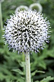 ECHINOPS SPHAEROCEPHALUS ARCTIC GLOW