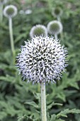 ECHINOPS SPHAEROCEPHALUS ARCTIC GLOW