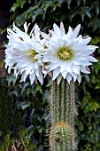 ECHINOPSIS SPACHIANA