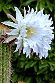 ECHINOPSIS SPACHIANA