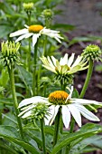 ECHINACEA GREEN EDGE