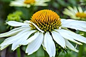 ECHINACEA GREEN EDGE