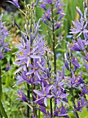 CAMASSIA LEICTLINII SUKSDORFII (QUAMASH)