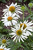 ECHINACEA GREEN EDGE