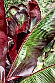 ENSETE VENTRICOSUM MAURELII