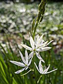 CAMASSIA LEICTLINII  (QUAMASH)