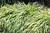 HAKONECHLOA MACRA AUREOLA