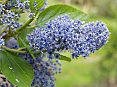 CEANOTHUS ARBOREUS TREWITHEN BLUE