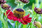 HELENIUM KUPFERZWERG