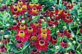 HELENIUM KUPFERZWERG