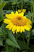 HELIANTHUS CAPENOCH STAR
