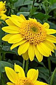 HELIANTHUS CAPENOCH STAR