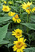 HELIANTHUS CAPENOCH STAR
