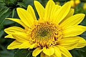 HELIANTHUS CAPENOCH STAR