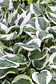 HOSTA PATRIOT