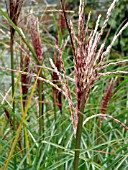 MISCANTHUS SINENSIS GRACILLIMUS (CHINESE SILVER GRASS)