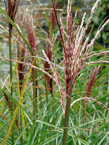 MISCANTHUS_SINENSIS_GRACILLIMUS_CHINESE_SILVER_GRASS