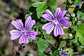 MALVA SYLVESTRIS