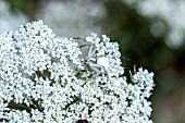 MISUMENA VATIA