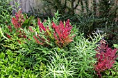 NANDINA DOMESTICA SEIKA