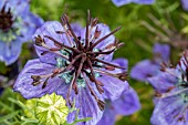 NIGELLA SATIVA