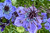 NIGELLA SATIVUS