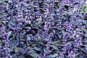 OCIMUM AFRICAN BLUE