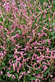 PERSICARIA AMPLEXICAULIS ROWDEN GEM