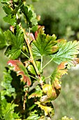 POTASH DEFICIENCY ON GOOSEBERRY LEAF