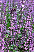 SALVIA SERENADE