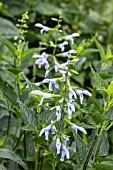 Salvia guaranitica ARGENTINA SKIES