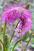 SANGUISORBA BLACKTHORN