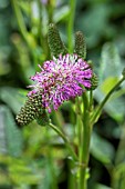 SANGUISORBA BLACKTHORN