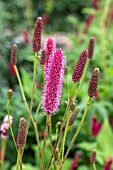 SANGUISORBA CANADENSIS