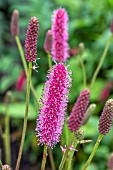 SANGUISORBA CANADENSIS