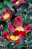 ANEMONE JAPONICA,  RED RIDING HOOD