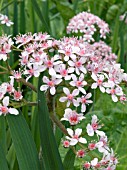 DARMERA PELTATA (UMBRELLA PLANT)