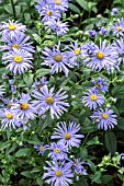 ASTER AMELLUS KING GEORGE