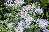 ASTER AMELLUS KING GEORGE