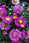 ASTER NOVI-BELGII , ANNEKE