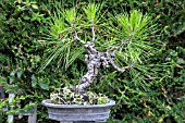 BONSAI PINE