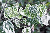 Cercis canadensis Alley Cat