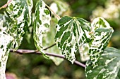 Cercis canadensis Alley Cat