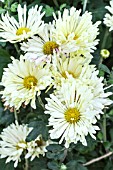 CHRYSANTHEMUM IVORY PINWHEEL