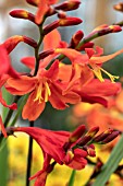 CROCOSMIA X CROCOSMIIFLORA CARMIN BRILLIANT