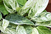 CTENANTHE LUBBERSIANA VARIEGATA