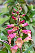 DIGITALIS ILLUMINATION APRICOT