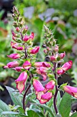 DIGITALIS ILLUMINATION APRICOT