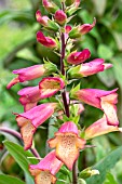 DIGITALIS ILLUMINATION APRICOT