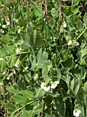 EARLY PEA FLOWERS TWINKLE (PISUM SATIVUM)